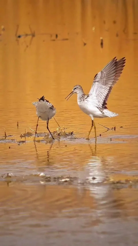 Two common greenshank birds interacting in shallow water at sunset Vídeos de archivo 334353045