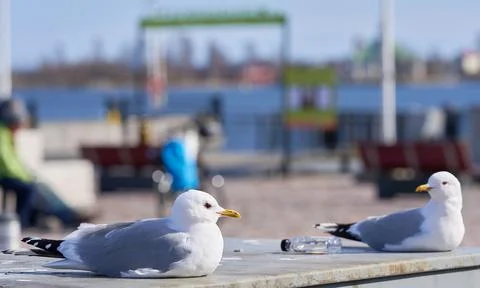 Two common gulls and a small bottle of booze Stock Photos