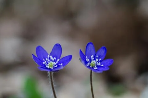 Two common hepatica Stock Photos
