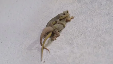 Two Common House Geckos Mating on Wall Stock-Footage 331304738