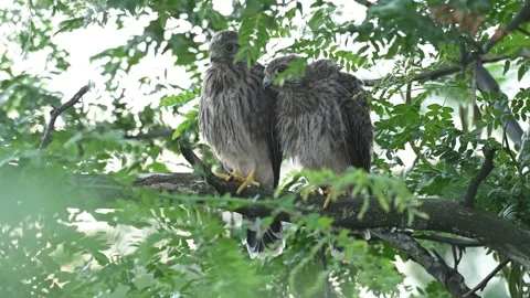 Two common Kestrel, Falco tinnunculus, little bird of prey Stock-Footage 287773695