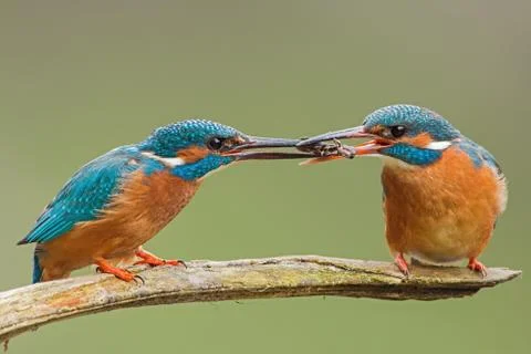 Two common kingfishers, alcedo atthis passing a fish one to another. Stock Photos