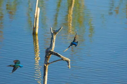 Two common kingfishers flying over the water. Stock Photos