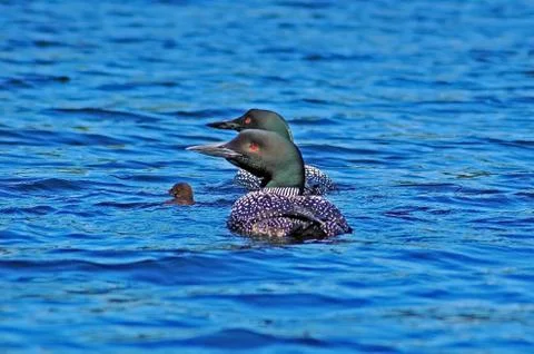Two common loones Stock Photos