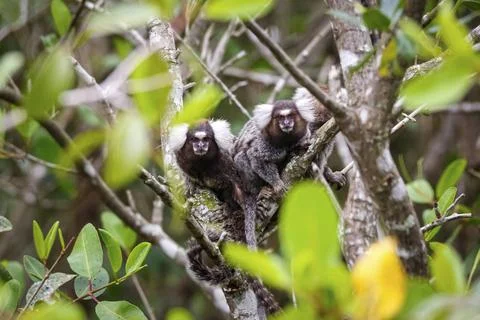 Two Common marmosets sit in agreen leaved tree, facing camera, Paraty, Bra... Stock Photos