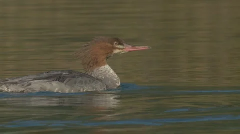 Two Common Mergansers Stock Footage 992377