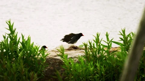 Two common moorhens perched on a rock at Shanghai Botanical Garden Stock Footage 332599660
