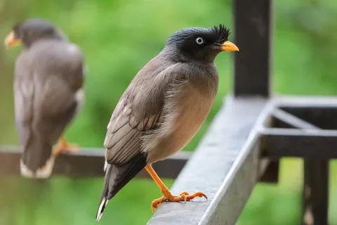 Two common myna one in focus another blurred looking apart Stock-Fotos