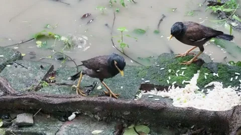 Two common mynas are eating puffed rice Stock Footage 314515347