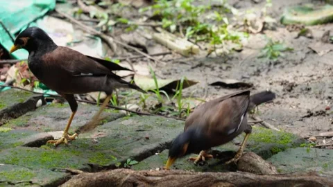 Two common mynas are eating food from the pile of nuts Stock Footage 314522372