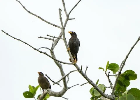 Two Common Mynas Perched on Tree Branches with Green Leaves and Pale Sky Stock Photos