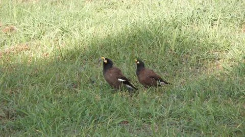 Two Common Mynas standing. Stock-Fotos