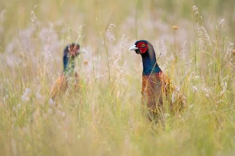 Two common pheasant looking on meadow in summer nature Stock Photos