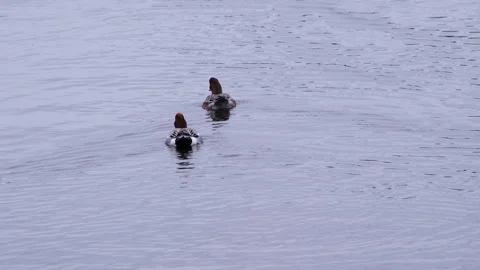 Two common pochard ducks  gracefully swimming at Yamanaka Lake Stock Footage 329503564