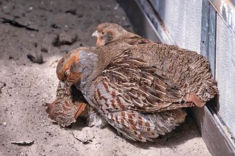 Two common Quail, Coturnix coturnix, birds in the nature habitat. Quail sitting Foto stock