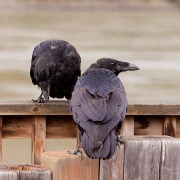 Two common ravens corvus corax interacting Stock Photos