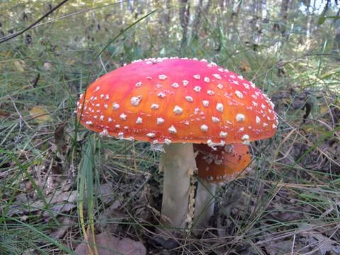 Two common red mushroom. One large, the other small fly agarics Stock Photos