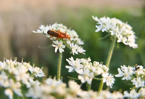 Two Common red soldier beetles (Rhagonycha fulva) on white Hogweed flowers Stock Photos