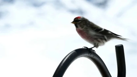 Two Common Redpoll birds, Acanthis flammea, male and female are seen on pole. Stock Footage 108249526