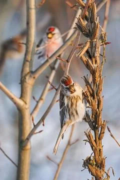 Two common redpolls perching on dry evening primrose stems on blurred background Stock Photos