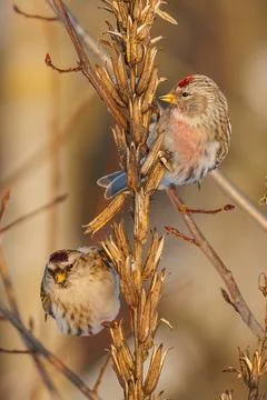 Two common redpolls perching on dry evening primrose stems on blurred background Stock Photos