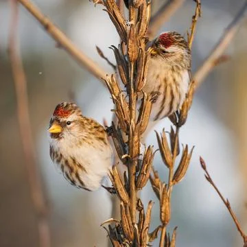 Two common redpolls perching on dry evening primrose stems on blurred background Stock Photos