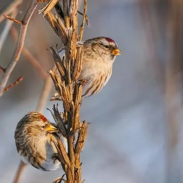 Two common redpolls perching on dry evening primrose stems on blurred background Stock Photos