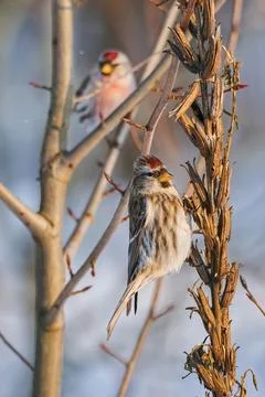 Two common redpolls perching on dry evening primrose stems on blurred background Stock Photos
