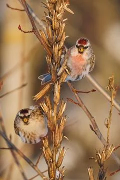 Two common redpolls perching on dry evening primrose stems on blurred background Stock Photos