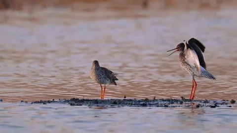 Two common redshanks standing on a muddy shore in the water Stockbeeldmateriaal 334353383