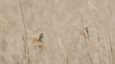 Two common reed buntings taking off Stock Footage 336545164