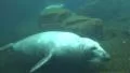 Two Common Seals closeup diving in rocky compound HD Footage