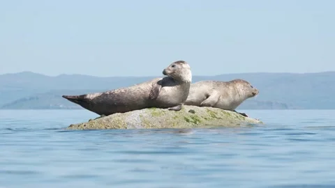 Two Common Seals lying on a rock in sunshine Stock Footage 196834185
