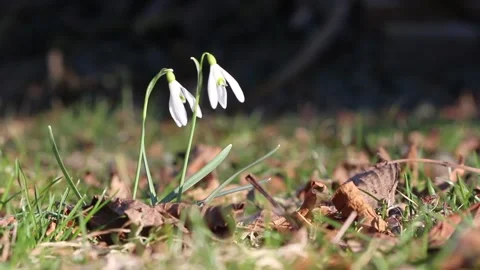 Two common snowdrops in garden in sunny early spring fluttering in breeze Stockbeeldmateriaal 304694875