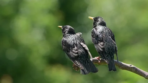 Two Common starling birds perched on a branch against a green background. Video stock 195079430