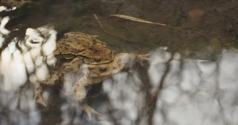 Two common toad under the water, 4k Stock Footage 89642727