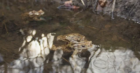 Two common toad in the water, 4k Stock Footage 89642719