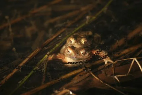 Two common toads (Bufo bufo) with spawn in a pond Stock Photos