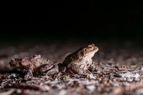 Two common toads in the forest outdoors at night. Bufo bufo in Switzerland. Stock Photos