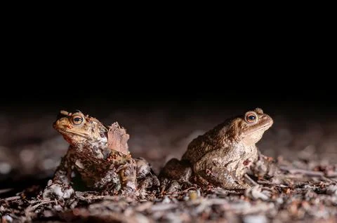 Two common toads in the forest outdoors at night. Bufo bufo in Switzerland. Stock Photos