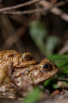Two common toads in the forest outdoors at night. Bufo bufo in Switzerland. Stock Photos