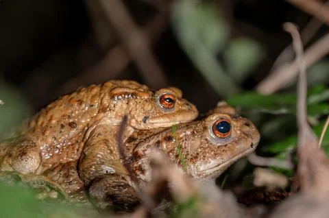 Two common toads in the forest outdoors at night. Bufo bufo in Switzerland. Stock Photos