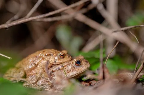 Two common toads in the forest outdoors at night. Bufo bufo in Switzerland. Stock Photos