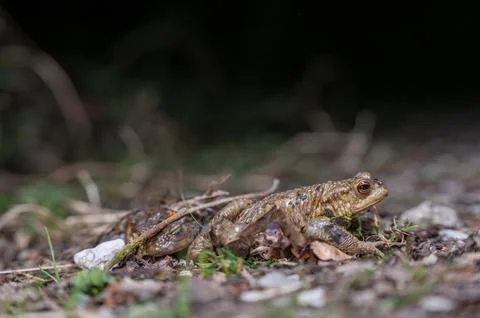 Two common toads in the forest outdoors at night. Bufo bufo in Switzerland. Stock Photos