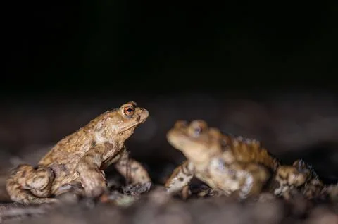 Two common toads in the forest outdoors at night. Bufo bufo in Switzerland. Stock Photos
