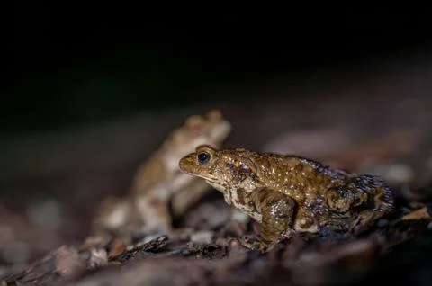 Two common toads in the forest outdoors at night. Bufo bufo in Switzerland. Stock Photos