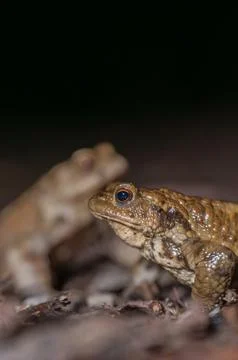 Two common toads in the forest outdoors at night. Bufo bufo in Switzerland. Stock Photos