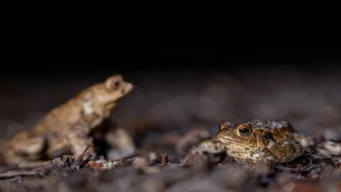 Two common toads in the forest outdoors at night. Bufo bufo in Switzerland. Stock Photos