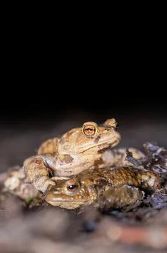Two common toads in the forest outdoors at night. Bufo bufo in Switzerland. Stock Photos