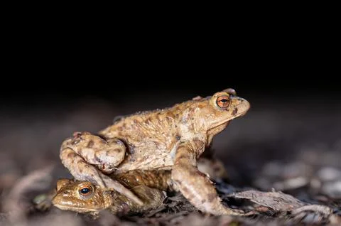 Two common toads in the forest outdoors at night. Bufo bufo in Switzerland. Stock Photos